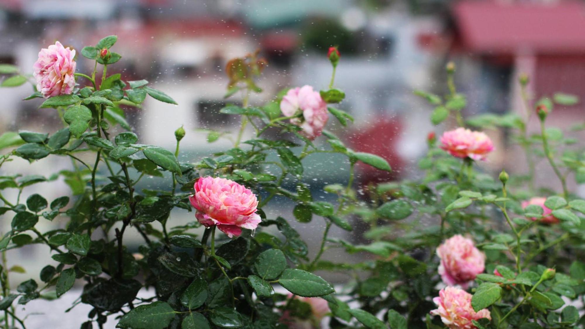 הו צ'י מין סיטי The Bloom Pham Viet Chanh - Modern Living Space In Saigon מראה חיצוני תמונה